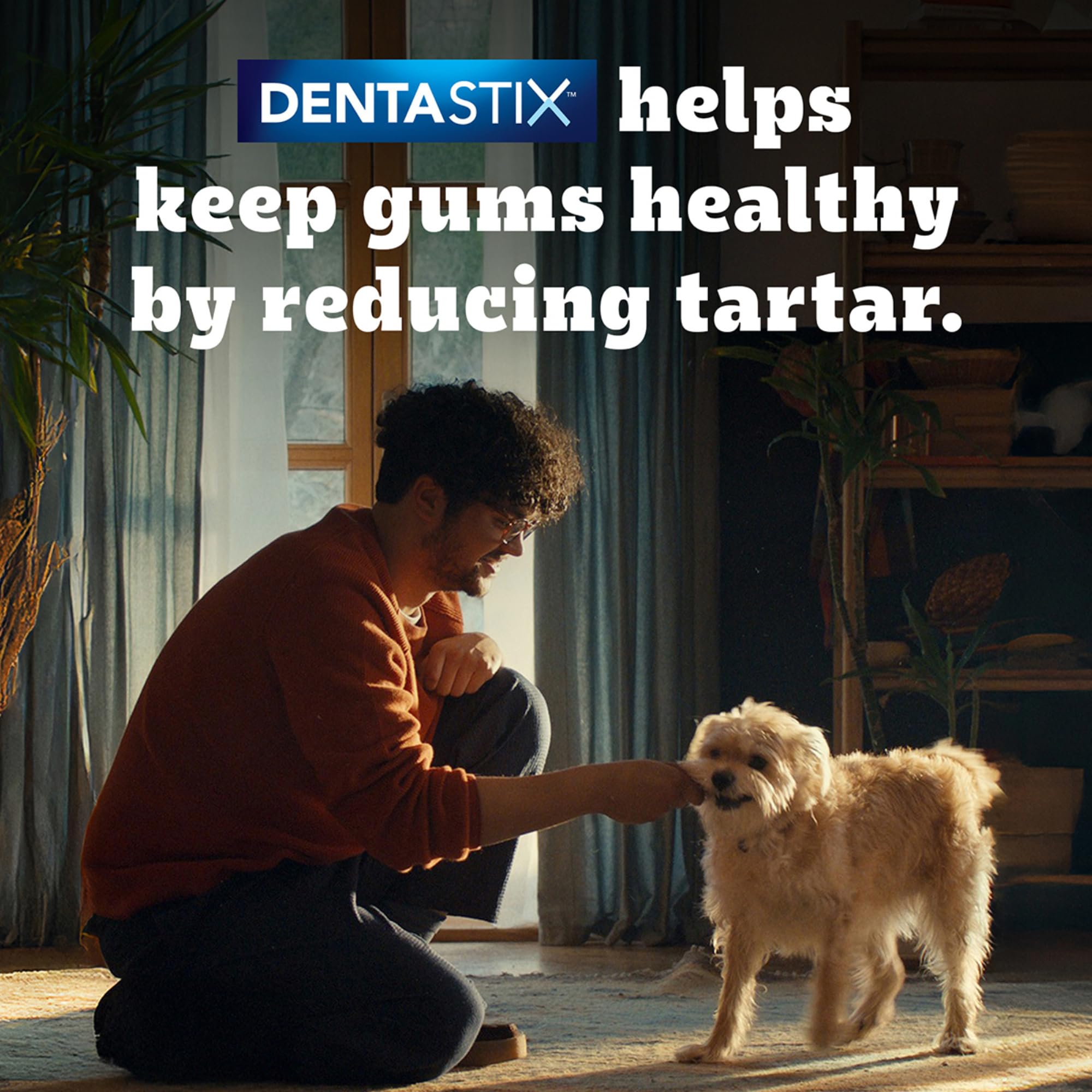 Pedigree Dentastix Oral Care Dog Treat, Adult Medium Breed (10-25 kg), 720 g, Recommended by Vets, Supports Gum Health, Reduces Risk of Gum diseases 1
