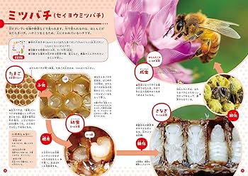 くらべてわかる!こんちゅう図鑑 おとなになるまで (第3巻