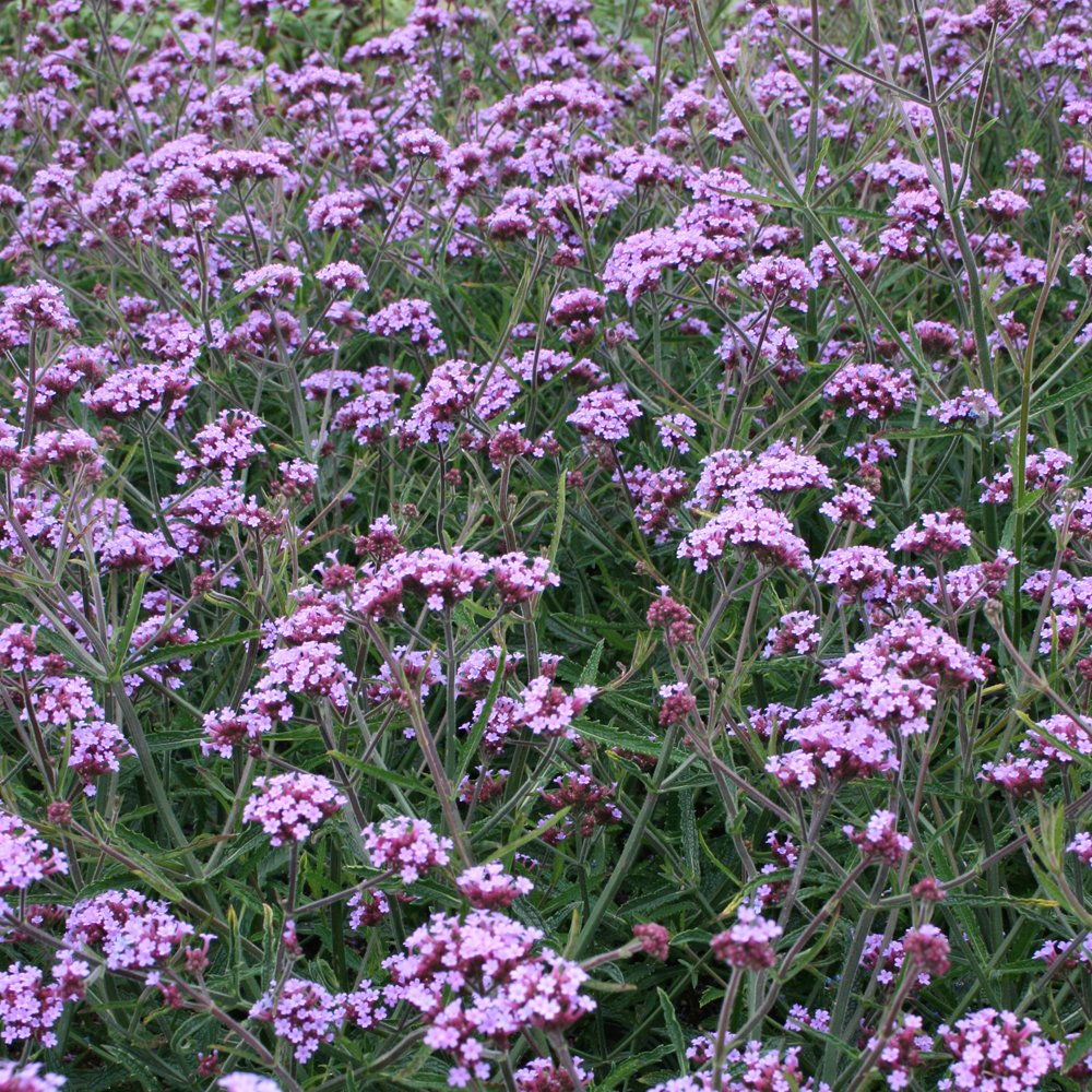 Dwarf Verbena Plant, Easy to Grow Drought Tolerant Garden Plant for Patios & Outdoors with Purple Summer Flowers, 1 x Verbena Bonariensis Lollipop in a 1 Litre Pot by Thompson & Morgan