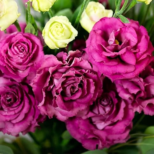 Miniatura 6 de Más de 1000 semillas de Lisianthus para plantar, semillas de flores mixtas de doble Lisianthus flores vibrantes para jardín y ramos