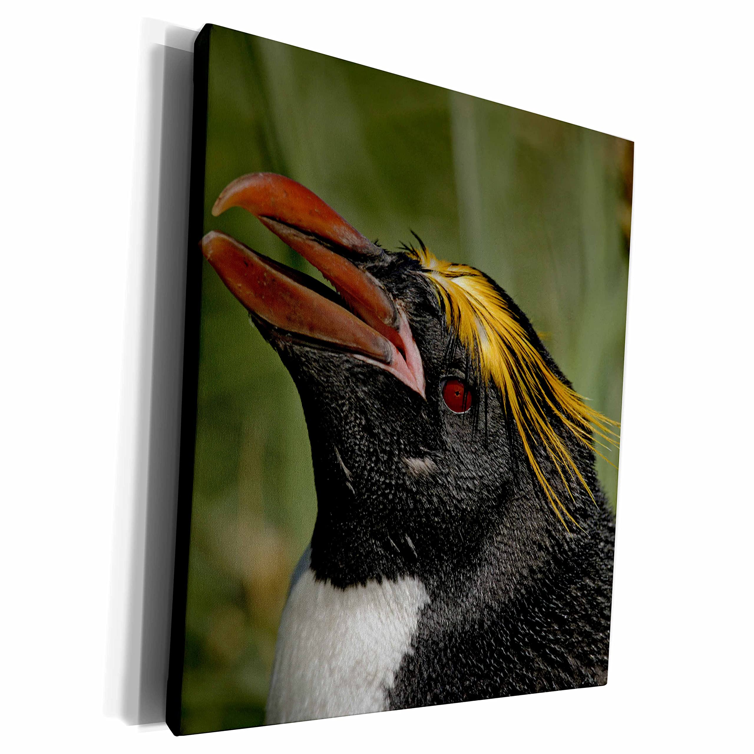 3dRose South Georgia Island, Cooper Bay, Macaroni... - Museum Grade Canvas Wrap (cw_74317_1)