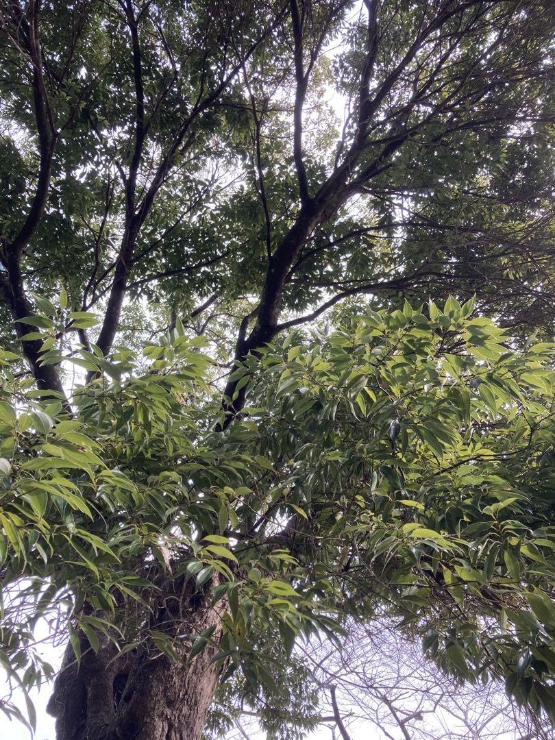 ニッケイ苗木　1本　匿名配送 Amazon.co.jp: ニッケイ（ニッキの木） 苗木1本 : DIY・工具