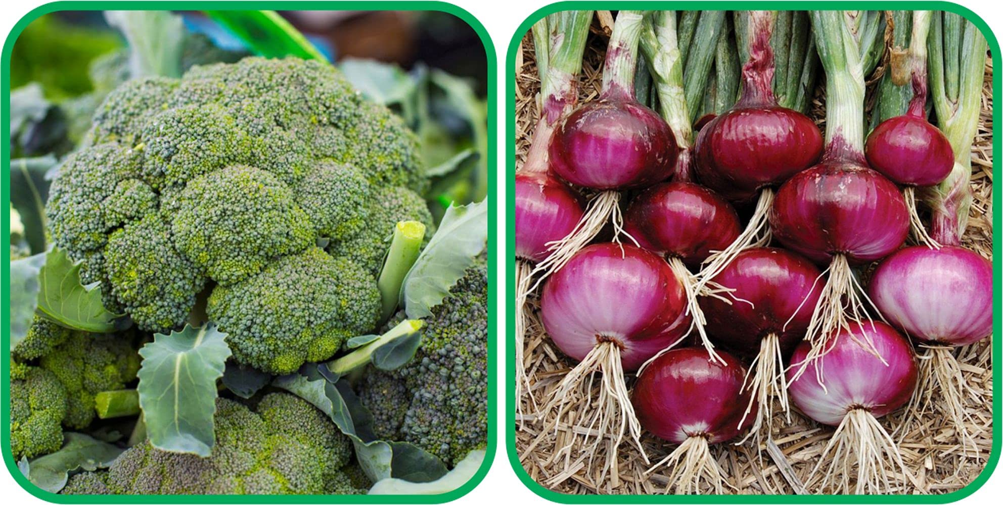 Aero Seeds Red Onion (200 Seeds) And Broccoli (50 Seeds) Vegetable Seeds Pack (B0989YV6TH) Amazon Price History, Amazon Price Tracker