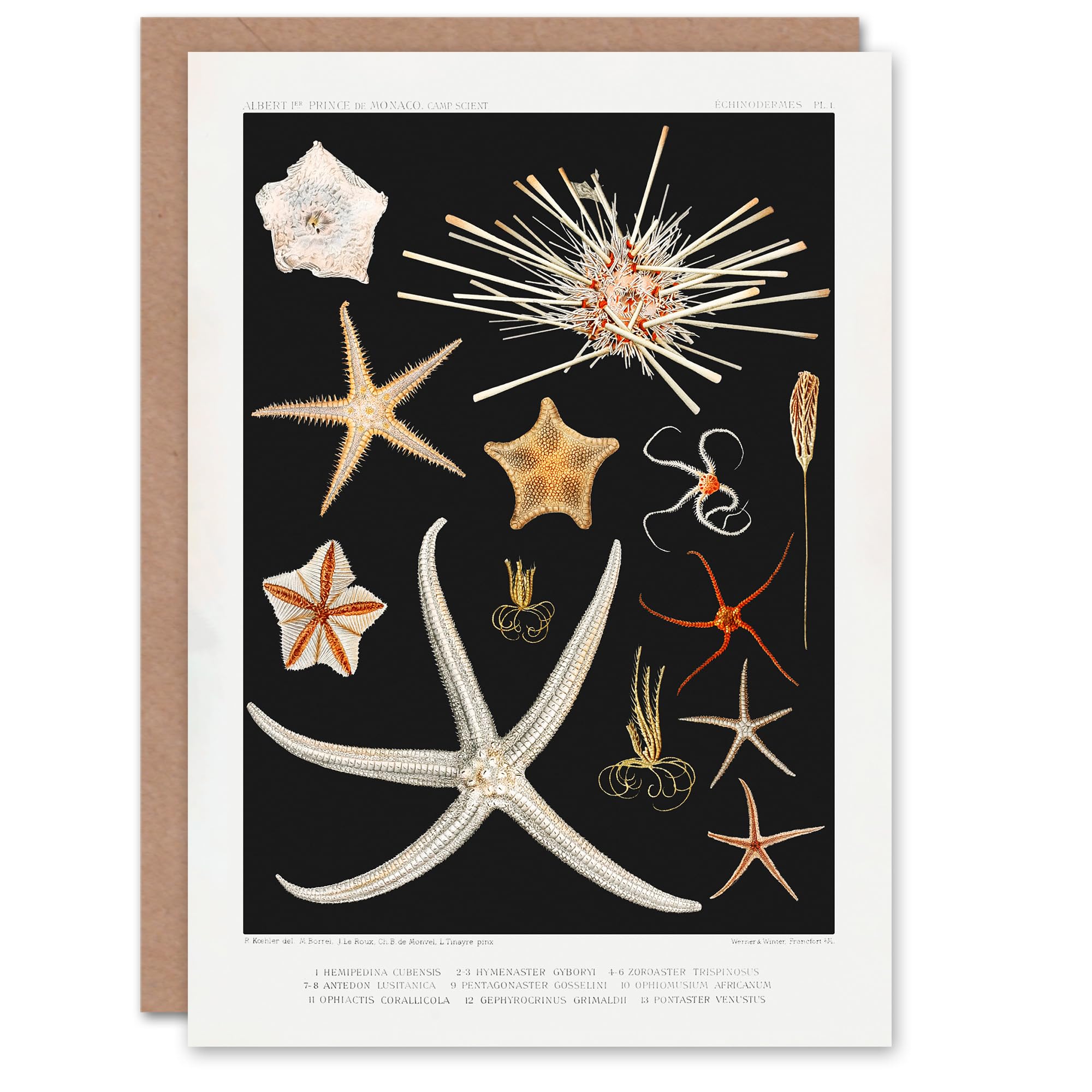Artery8 Vintage Marine Life Art Card Varieties of Deep Sea Starfish