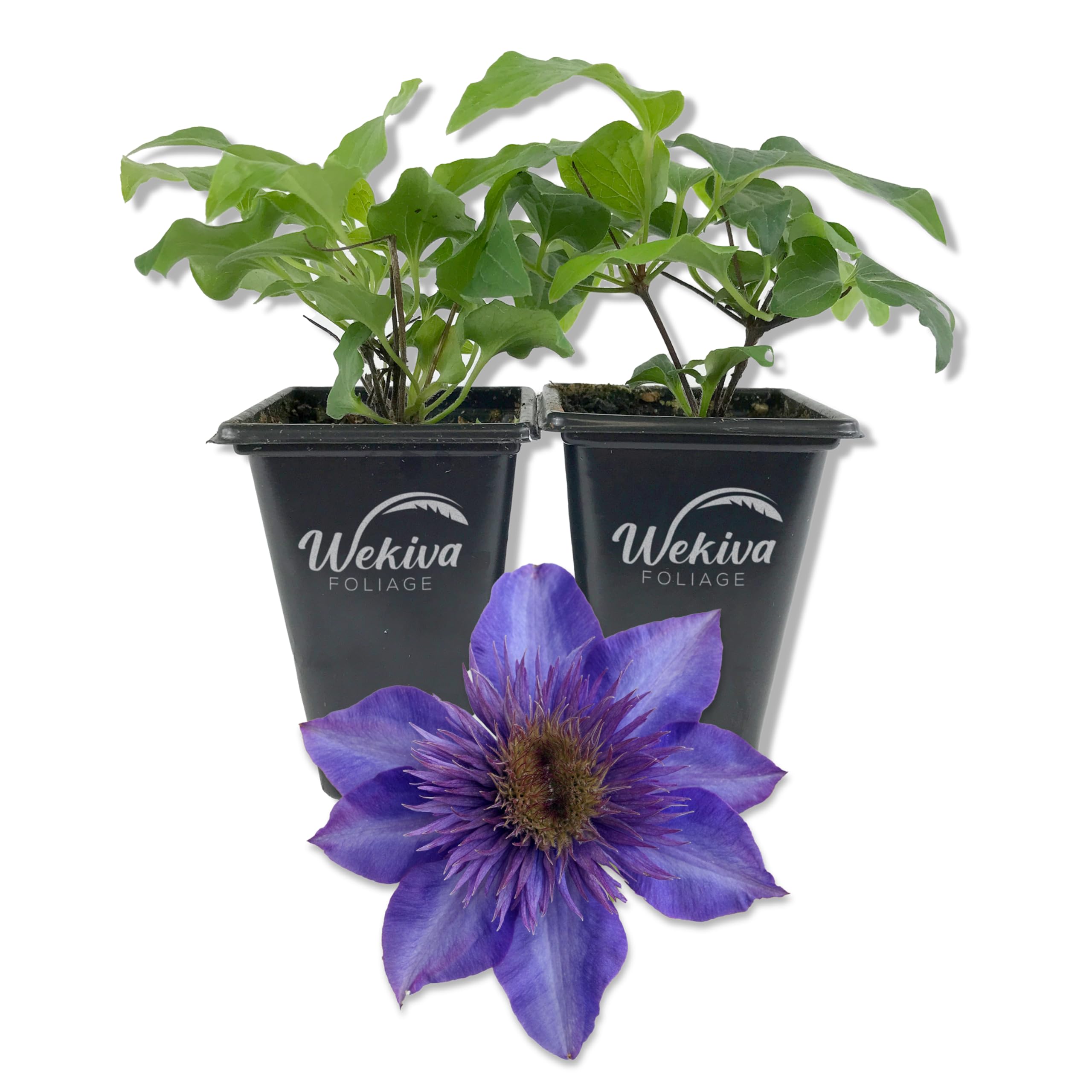 Amazon.com : Clematis The President - 2 Live Starter Plants in 2 Inch  Growers Pots - Starter Plants Ready for The Garden - Rare Clematis for  Collectors : Patio, Lawn & Garden