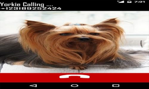 Yorkie Fake Call Prank ( Funny Pet Calling Prank ) - Gag fake Call from Yorkshire Terrier Dog - Fake