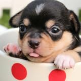 Cute puppies wallpaper