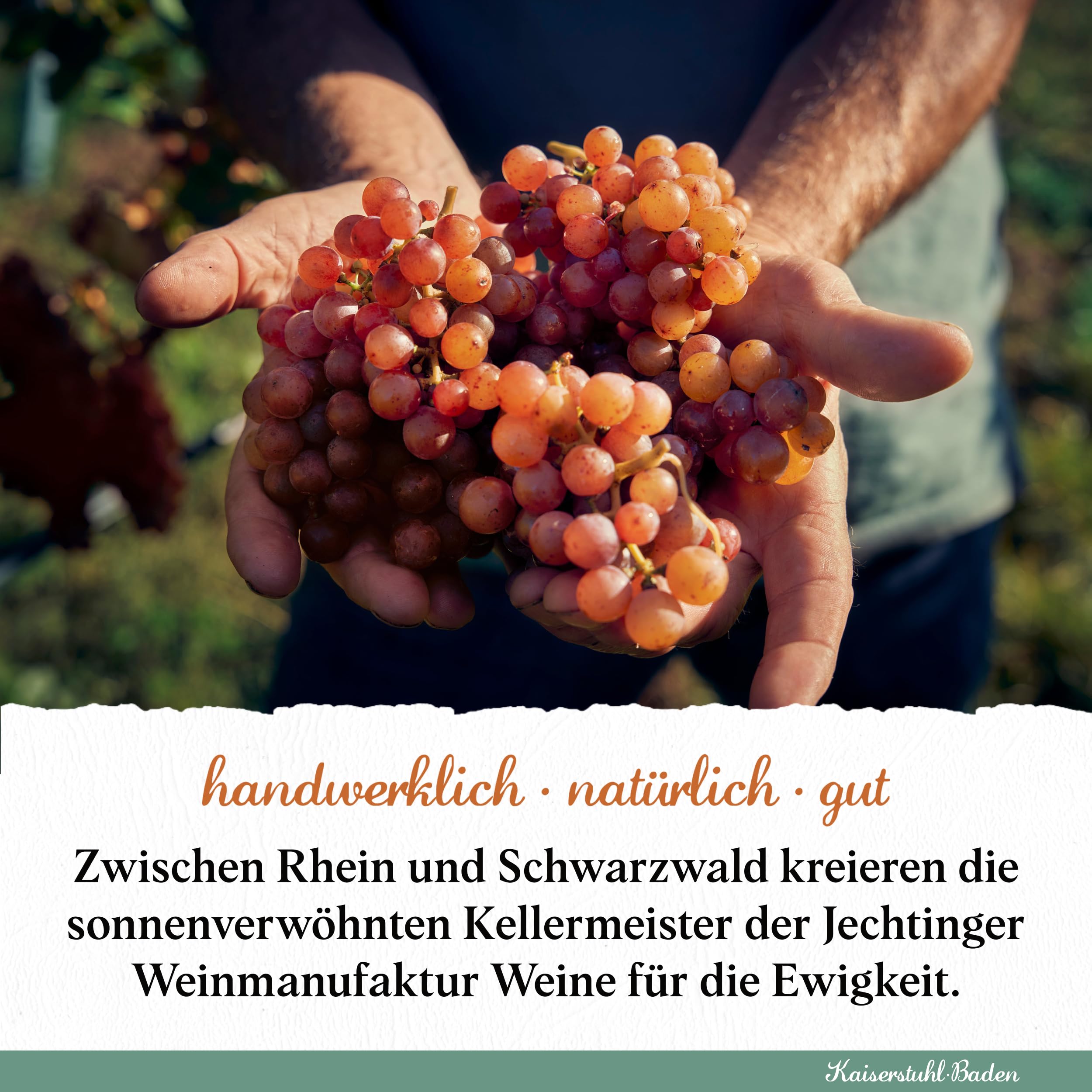Jechtinger Cremant Brut - SILBER 2025 AWC Vienna - Klassische Flaschengärung - Winzer-Sekt trocken, frisch, lebhaft & feinperlig - Anbaugebiet Kaiserstuhl (1 x 0,75 l) (Packung mit 6)