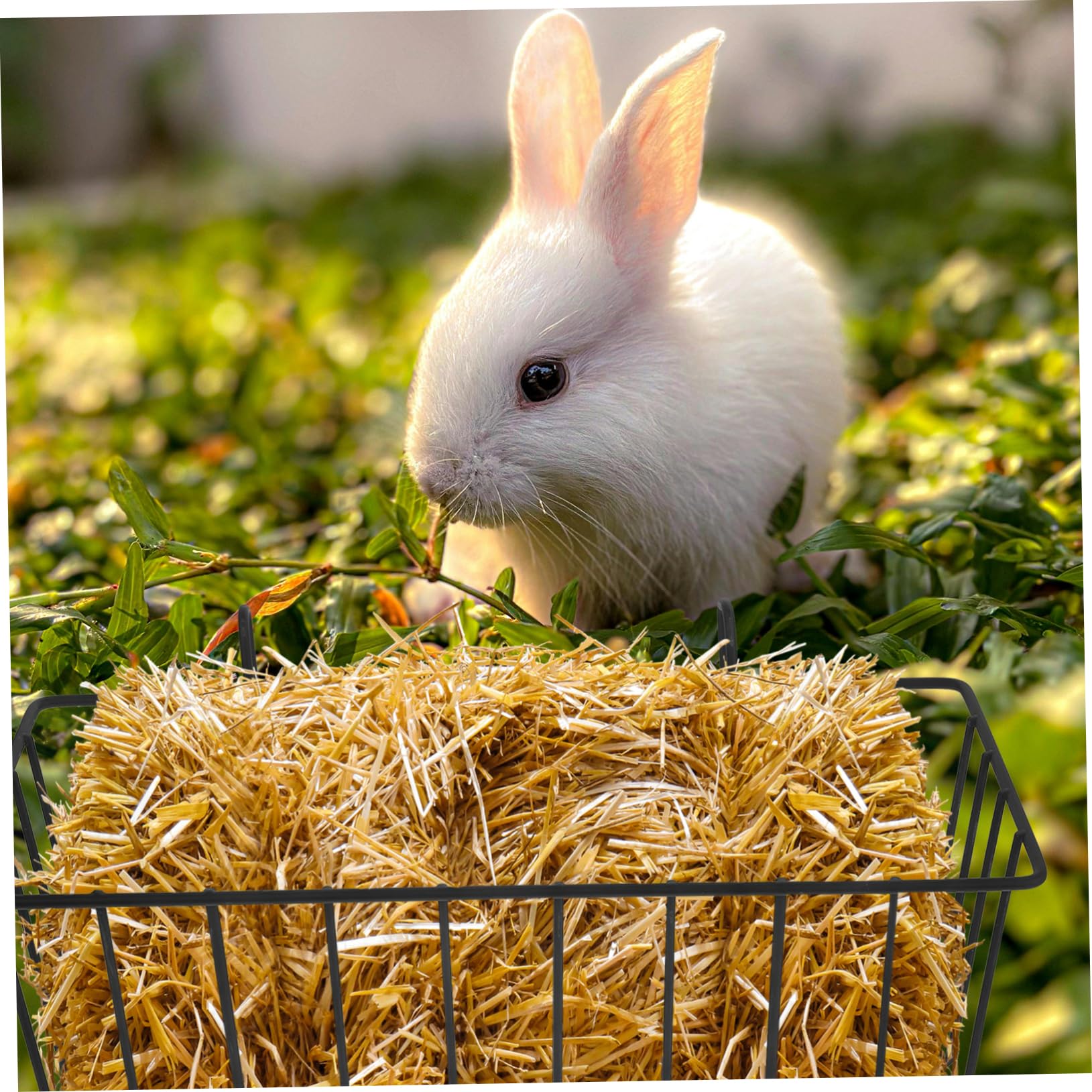 Abaodam Mangiatoia per Conigli Nani 2 Pezzi in Ferro Nero Pieghevole e Versatile Resistente per Gabbie, Scaffali per Cibo per Piccoli Animali per Conigli e Criceti