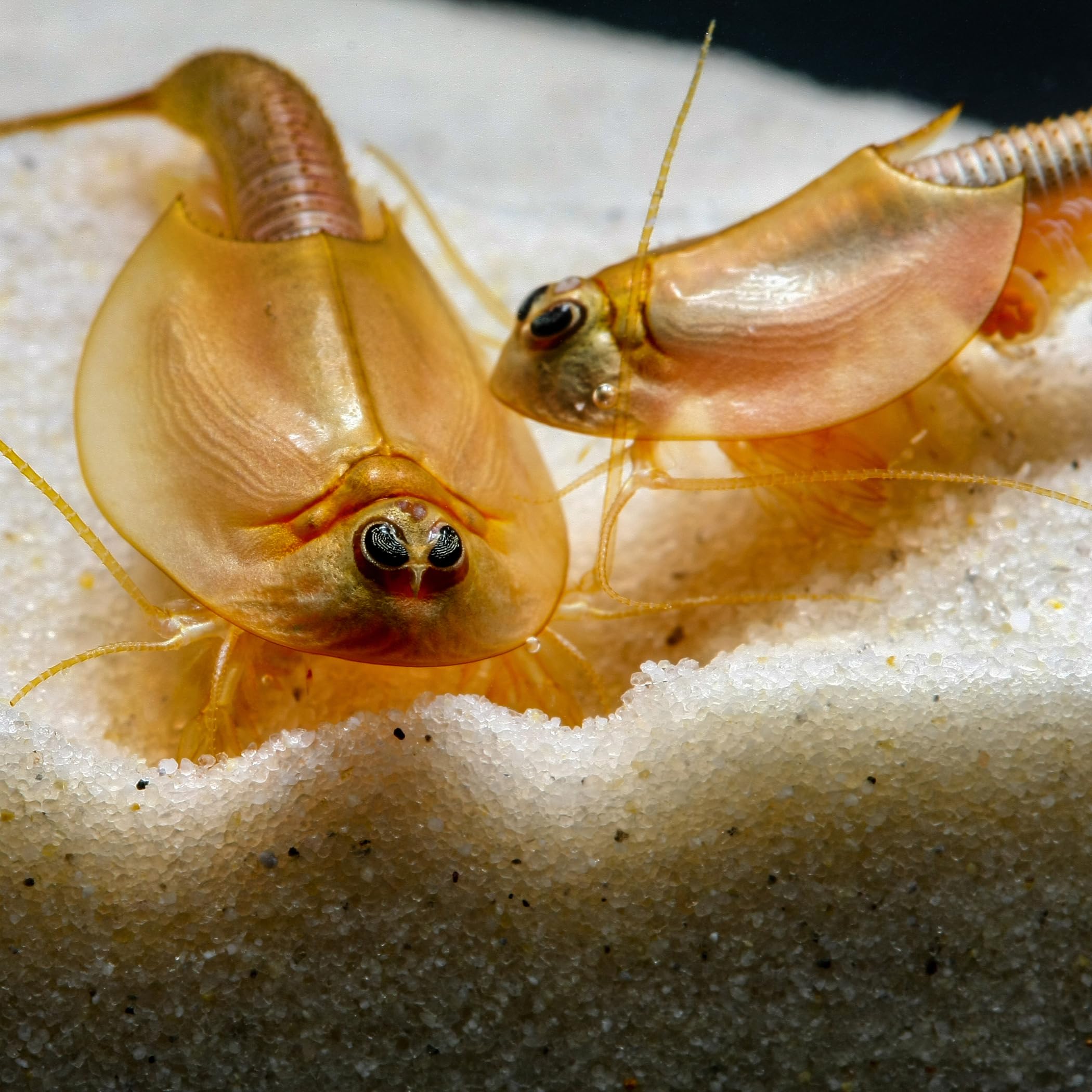 Triops und Feenkrebse Premium Komplettset 6 l, Eier, Filter, LED | Urzeitkrebse-Mix mit Aquarium, Filter, Heizung, Eiern, Futter, Zubehör und Anleitung; Ideal für Einsteiger in die Triopszucht