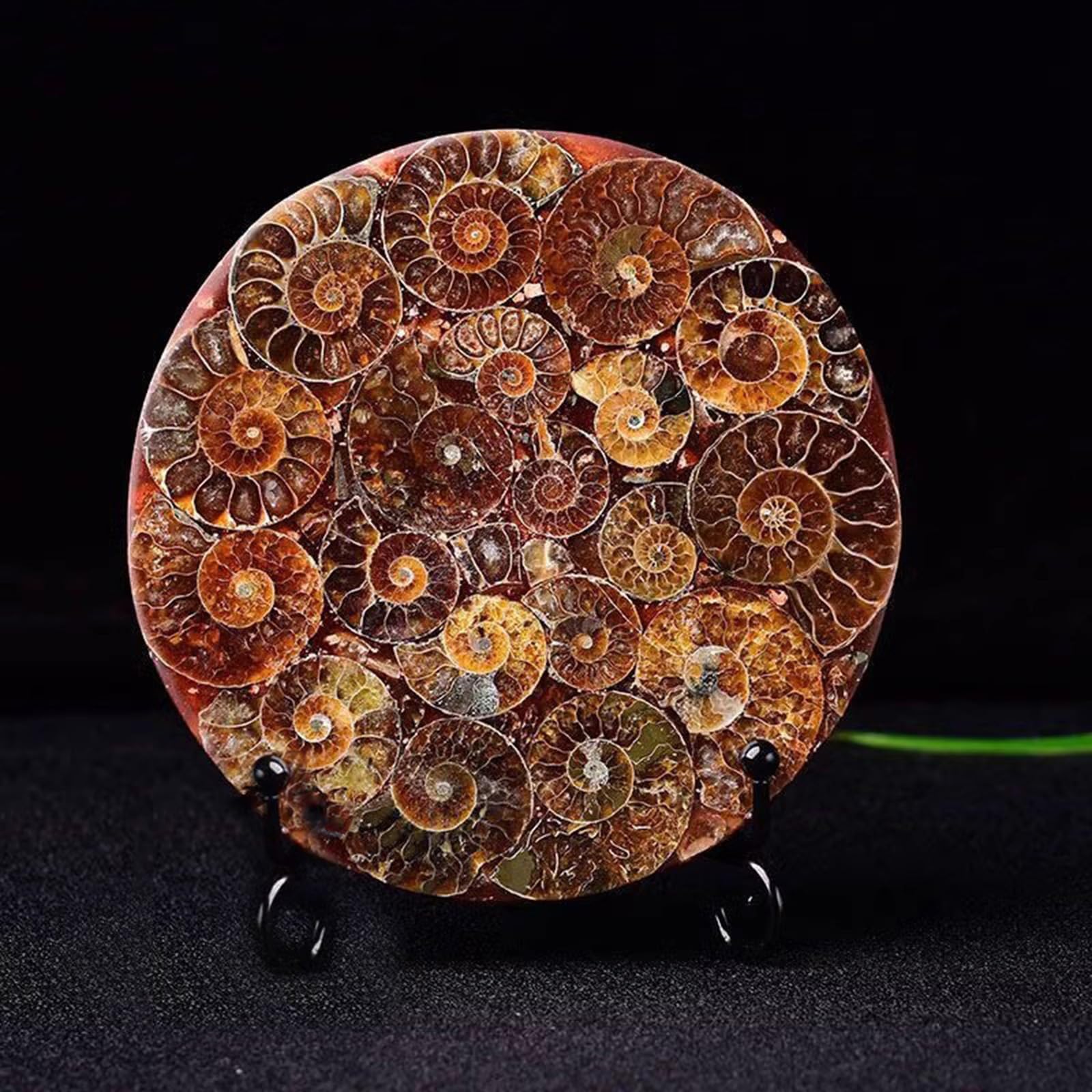 Fósil de Disco de amonita Natural decoración de sanación Adornos enseñanza científica espécimen de Concha Regalo,Metálico,11cm