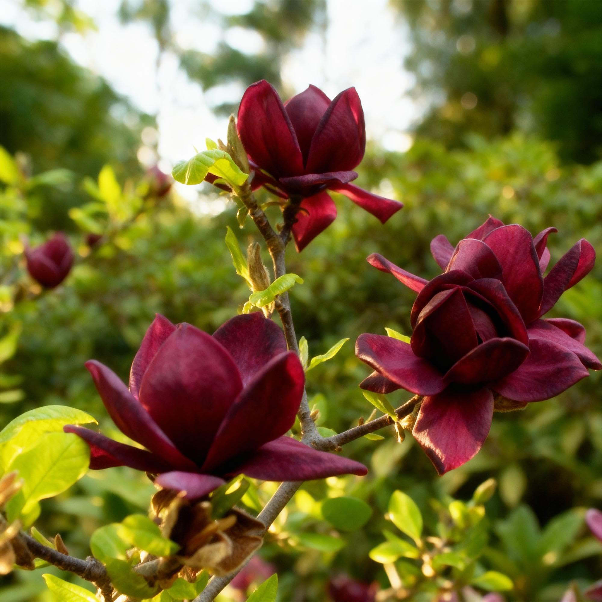 Magnolia Genie – 12 cm – wysokość ok. 30 cm – rzucająca liście magnolia z dużymi, fioletowymi kwiatami wiosennymi – łatwa w pielęgnacji, na grządki, balkon i taras