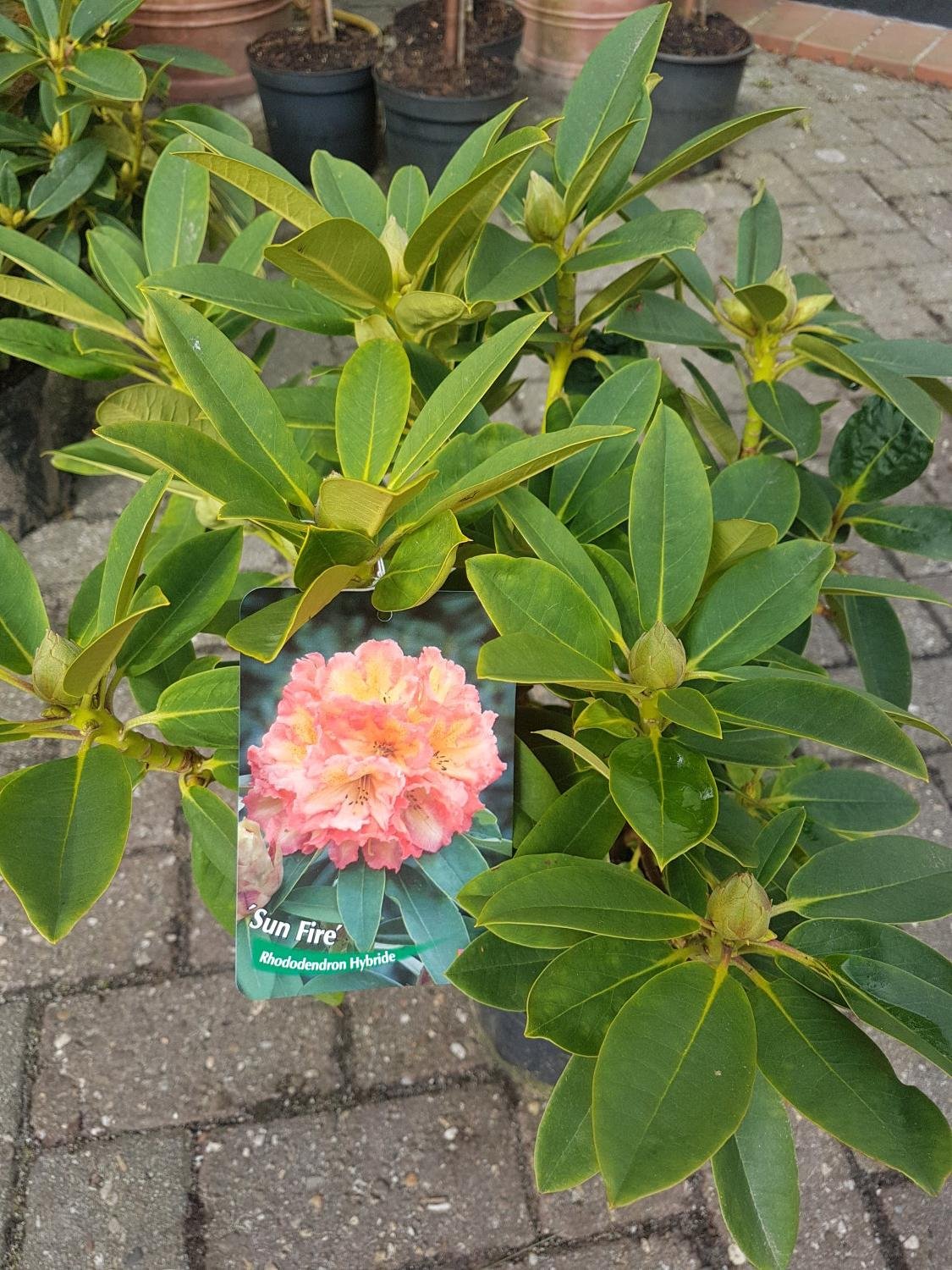 taxus formgehlze Eibe Gro Bonsai