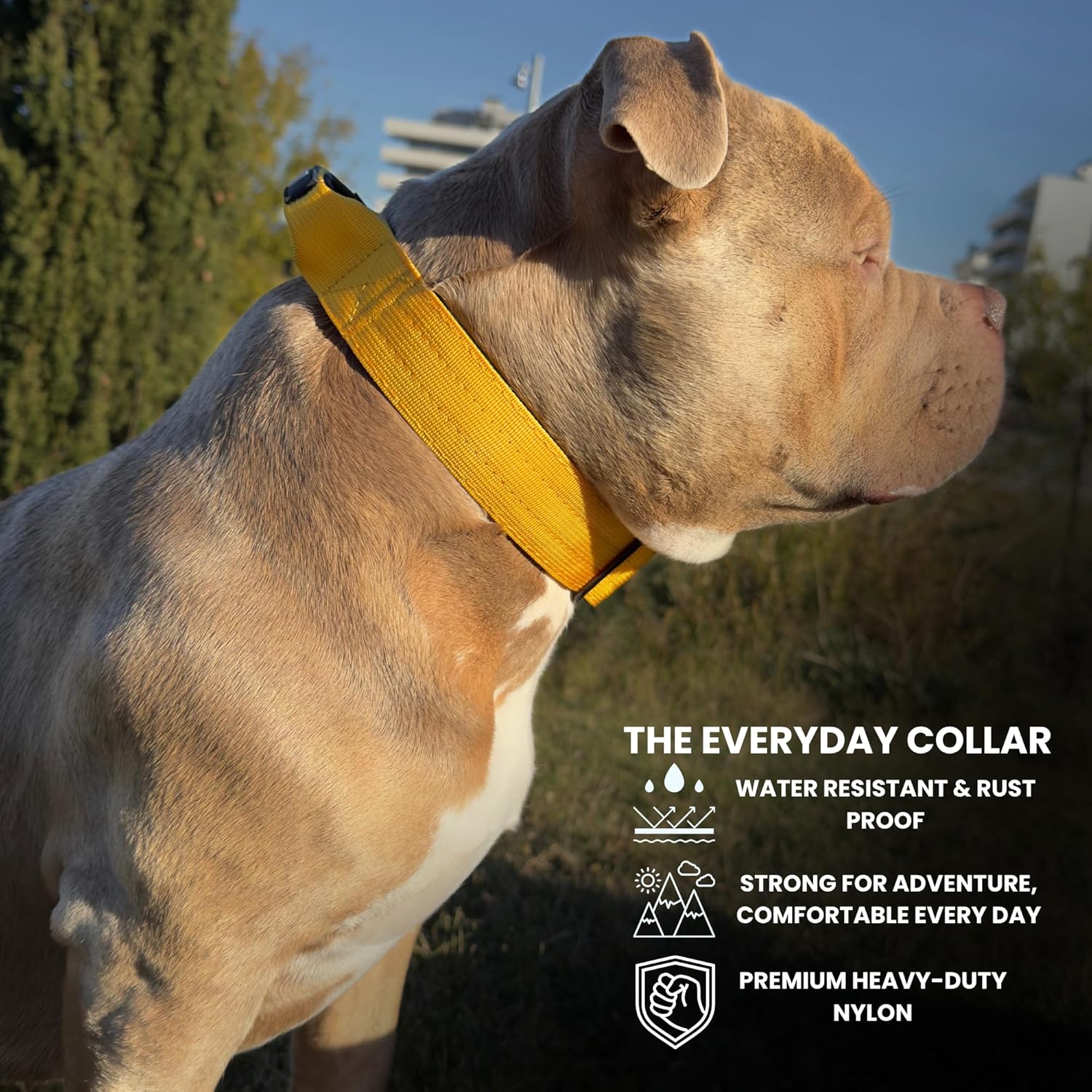 Heavy Duty Dog Collar, Tactical Dog Collar, Dog Collars for Medium Dogs, Waterproof Dog Collar, Dog Training Collar, Quick-Release Metal Buckle, Adjustable Sizes – BULLYBREED (Yellow, Medium)