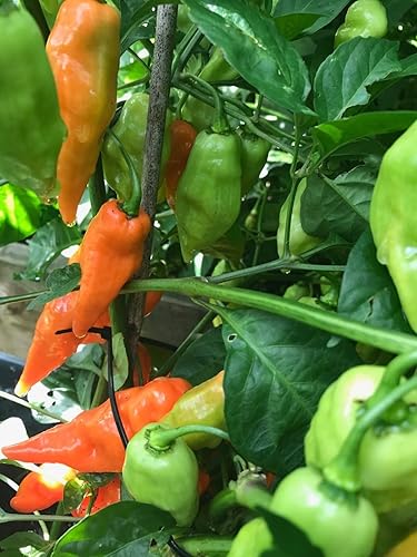 Condimento Habanero (30 Semillas) Reliquia, Dulce, Sabroso -Raro Pimiento Dulce