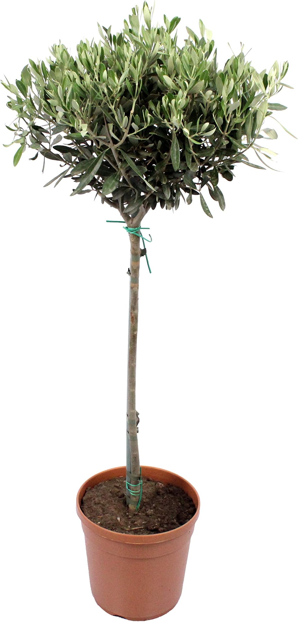 Indoor Plant from Botanicly – Olive Tree – Height: 100 cm – Olea europeae