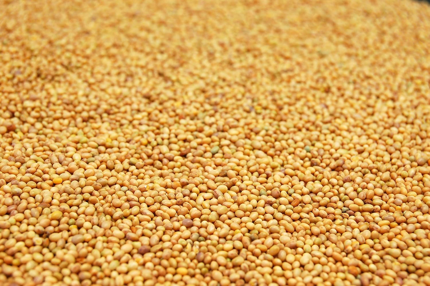 Crimson Clover Seed by Eretz (10lb) - Choose Size! Premium Willamette Valley, Oregon Grown Non-GMO Seed, No Coating, No Fillers, No Treatment.