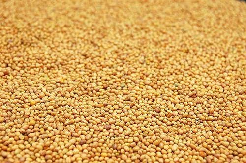 Miniatura 3 de Eretz - Semilla de trébol carmesí (10 libras) Elige el tamaño. Semilla premium de Willamette Valley, cultivada en Oregon, sin recubrimiento, sin