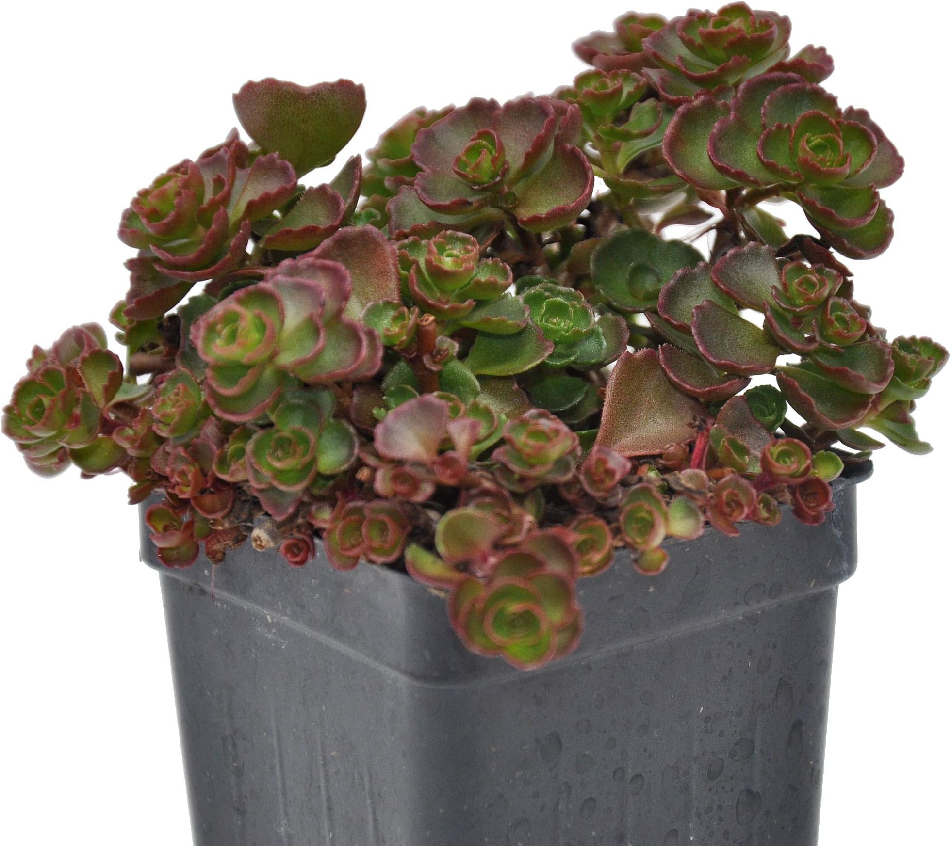 Sedum spurium, Fuldaglut, Stonecrop, 3" (2.6x3.5") incl. Heat Pack