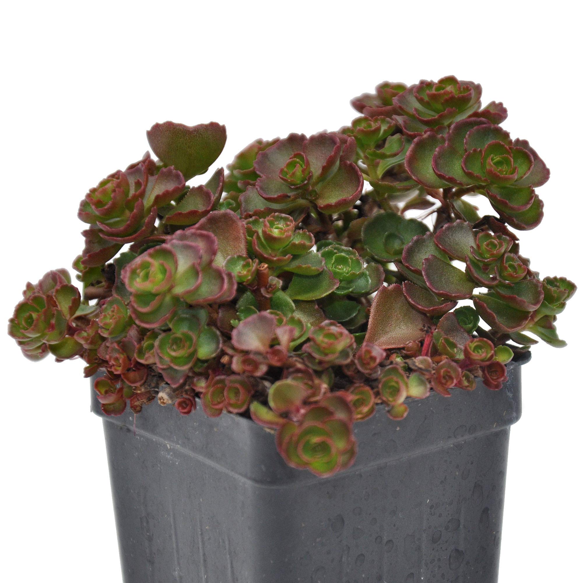 Sedum spurium, Fuldaglut, Stonecrop, 3" (2.6x3.5") incl. Heat Pack
