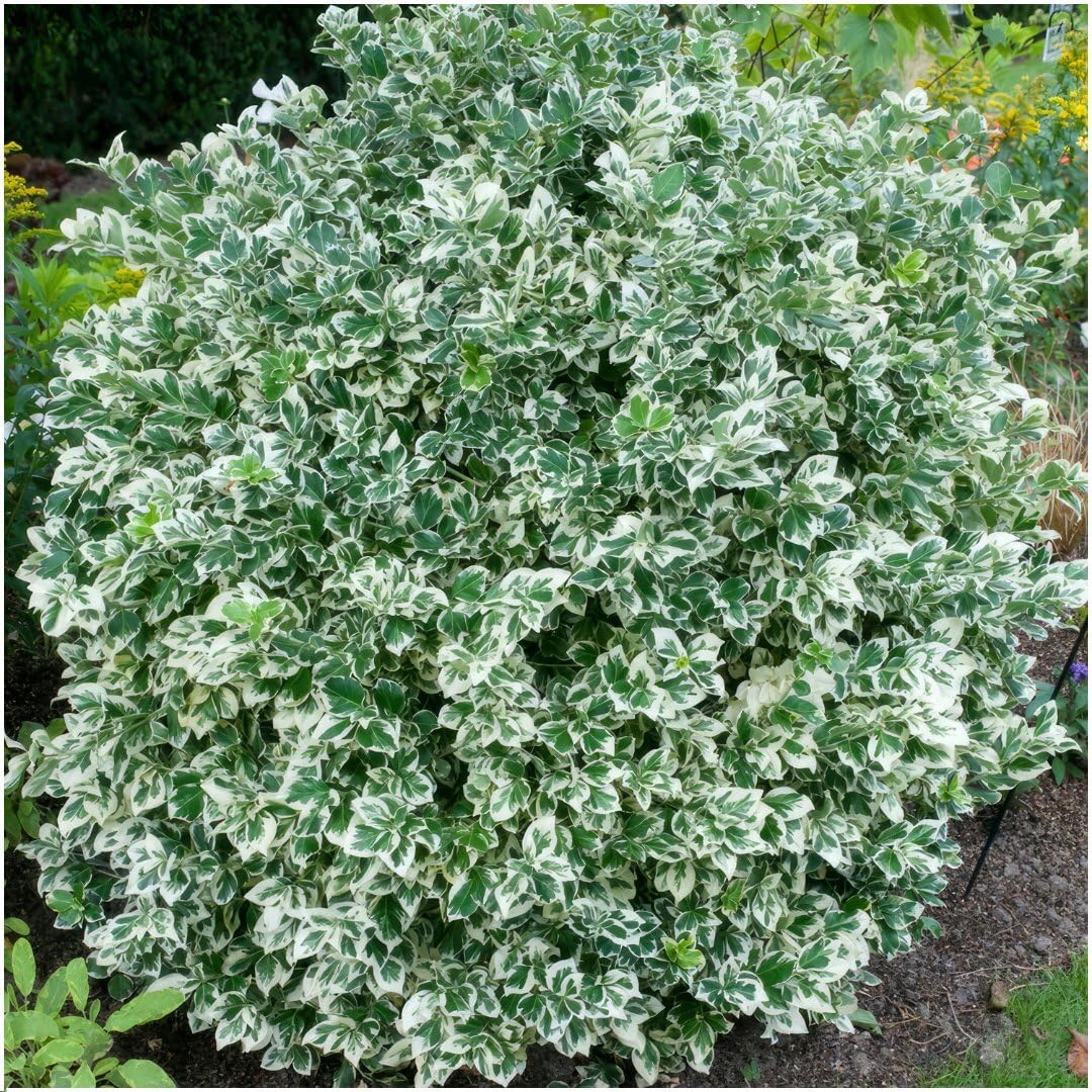 Plants by Frank Euonymus Emerald 'n Gaity, 48 Stück, Ø 9 cm