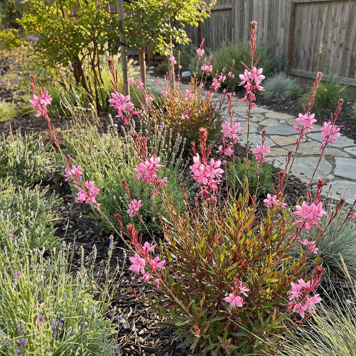 Bloomique - Set di 3 - Gaura Lindheimeri ‘Siskiyou Pink’ - Bellissima candela - Ricca fioritura - Resistente all'inverno - Perenne - Altezza 10-20 cm - Vaso 9 cm