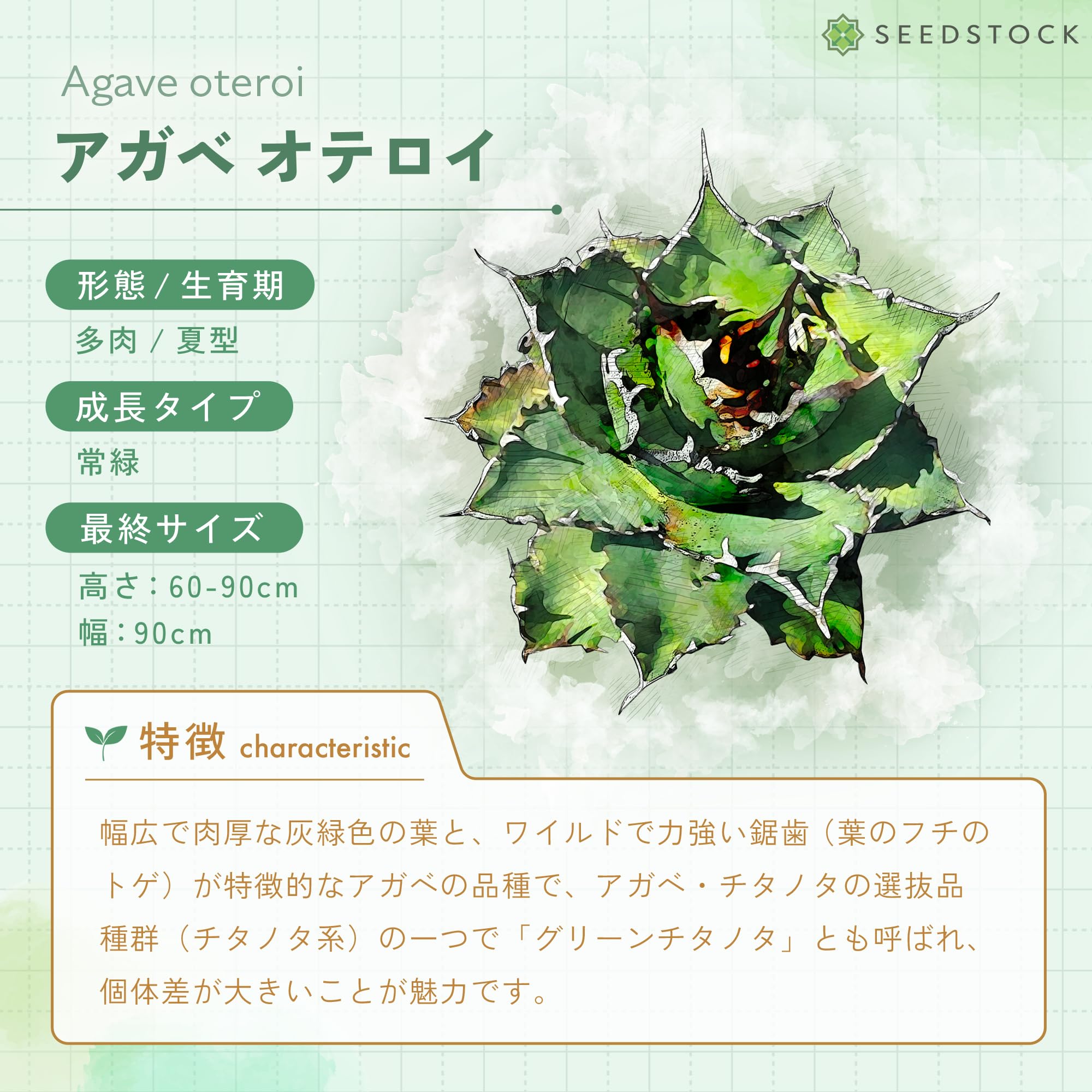 Amazon.co.jp: SEEDSTOCK アガベ オテロイ チタノタ 種子 100粒 Agave