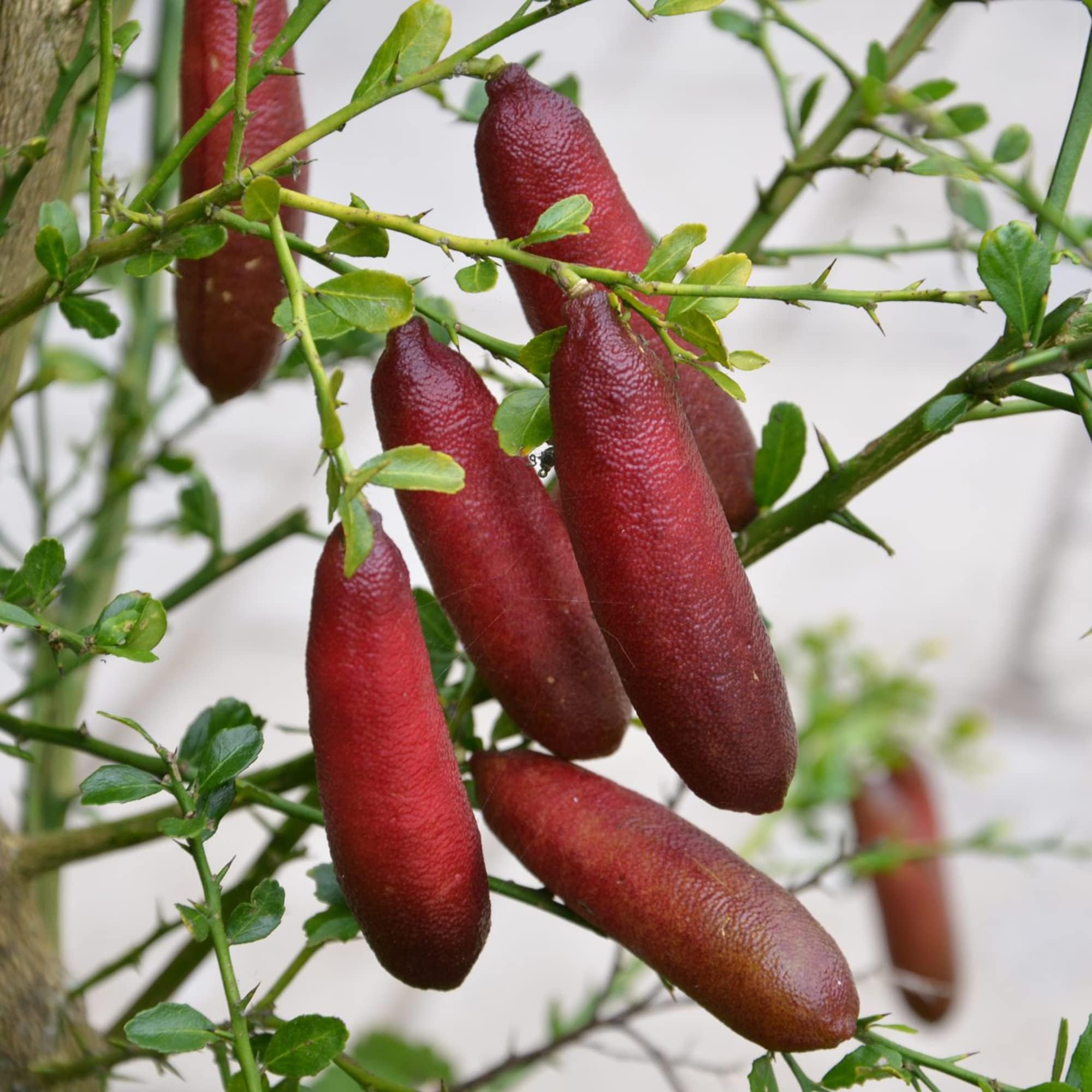 Finger Lime Seeds Citrus Australasica Caviar Lime Used as Addition to Salads Garden Outdoor 20Pcs Fruit Seeds by YEGAOL Garden
