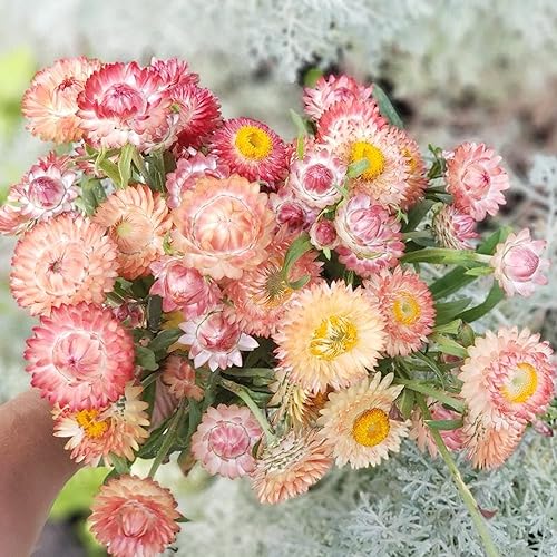 Miniatura 6 de QAUZUY GARDEN 100 piezas de semillas de xerochrysum de margarita de papel de fresa de albaricoque y melocotón, fáciles de cultivar y atraer