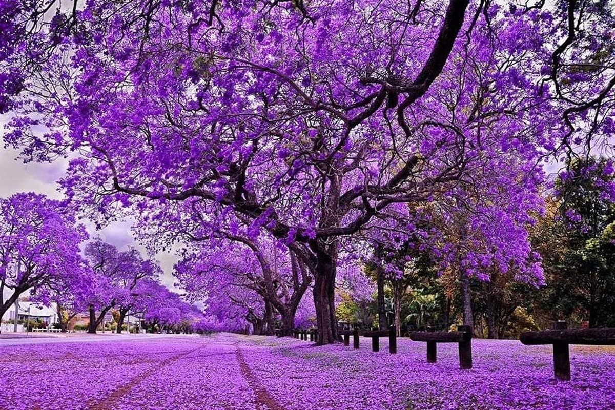 amazon-blue-jacaranda-tree-live-plant-1-2-inc-tall-jacaranda