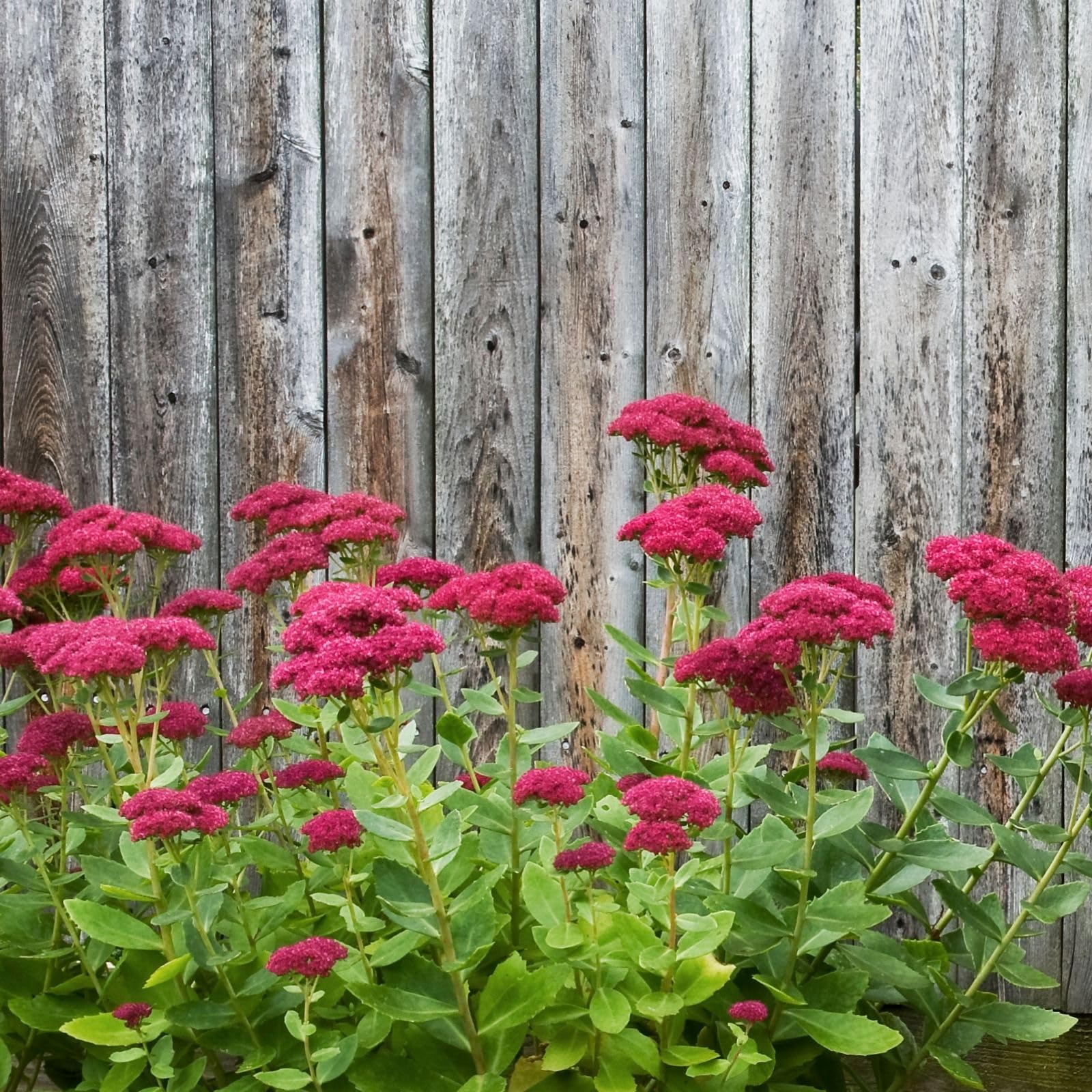 Clovers Garden Sedum Autumn Fire Plants