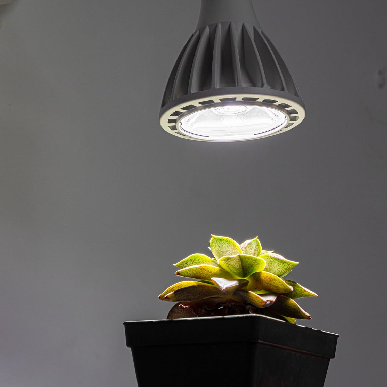 Hook Type Wall Mounted Plant Light Full Spectrum White Light 6000K 25W Bulb White Modern Plug in Cord Timing Wall Lamps for Indoor Growing Plants Flowers