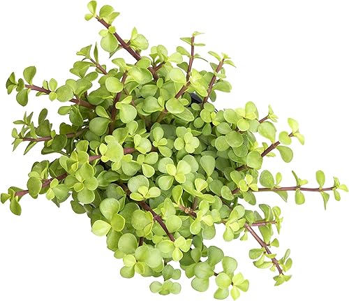 Miniatura 9 de Plantas suculentas reales para interiores aptas para tener con mascotas senecio mandraliscae