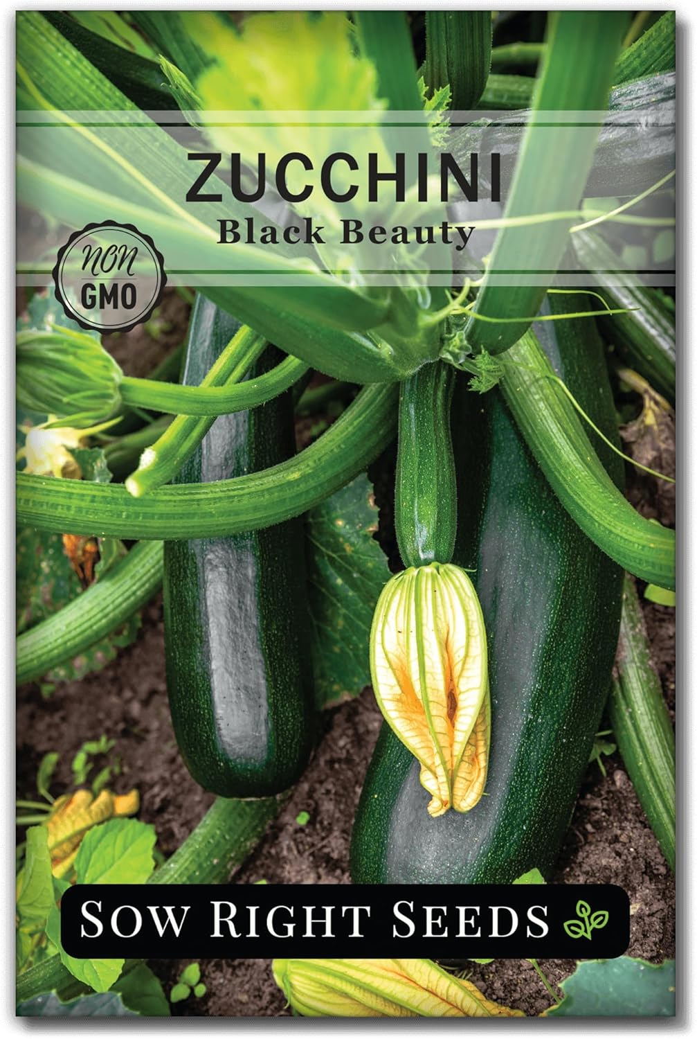 Sow Right Seeds Black Beauty Zucchini Seeds - Non-GMO Heirloom Summer Squash for Home Gardens & Containers - AAS Winner, 30+ Seeds
