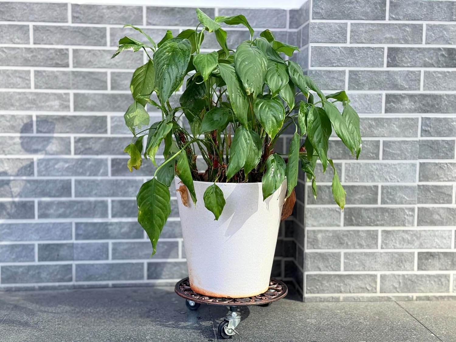 11‘’ Plant Caddy with Wheels Heavy Duty cast iron Plant Stand with Wheels Plant Dolly Rolling Plant Stand Plant Roller with Casters for Indoor and Outdoor