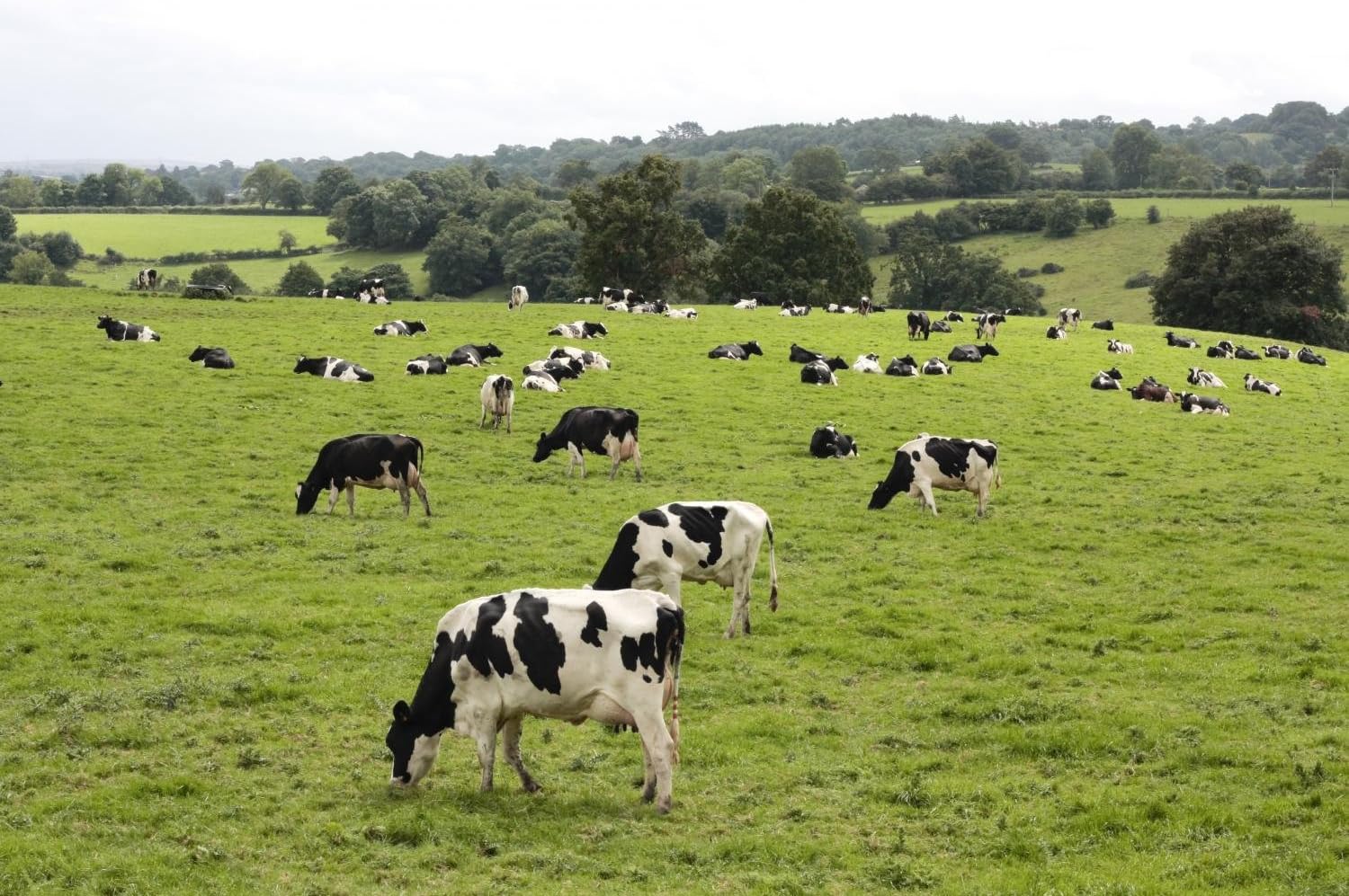 Wallmonkeys FOT-9269393-24 WM195346 Cows Grazing in Fresh Pasture Peel and Stick Wall Decals, 24" W x 16" H-Medium