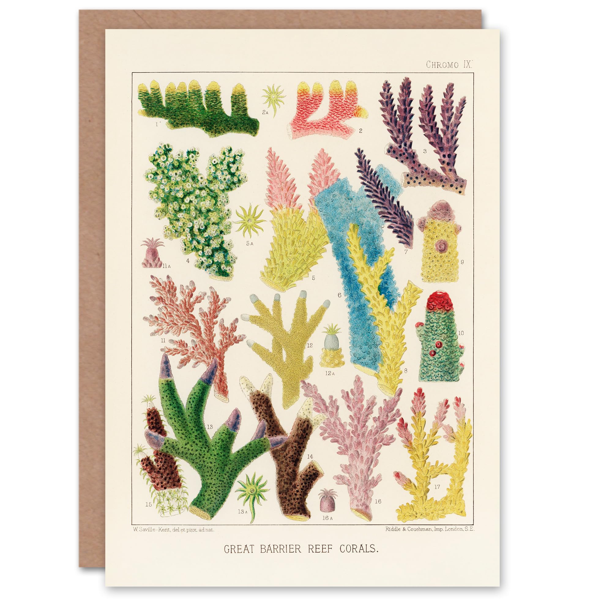 Artery8 William Saville Kent Art Card Great Barrier Reef Corals