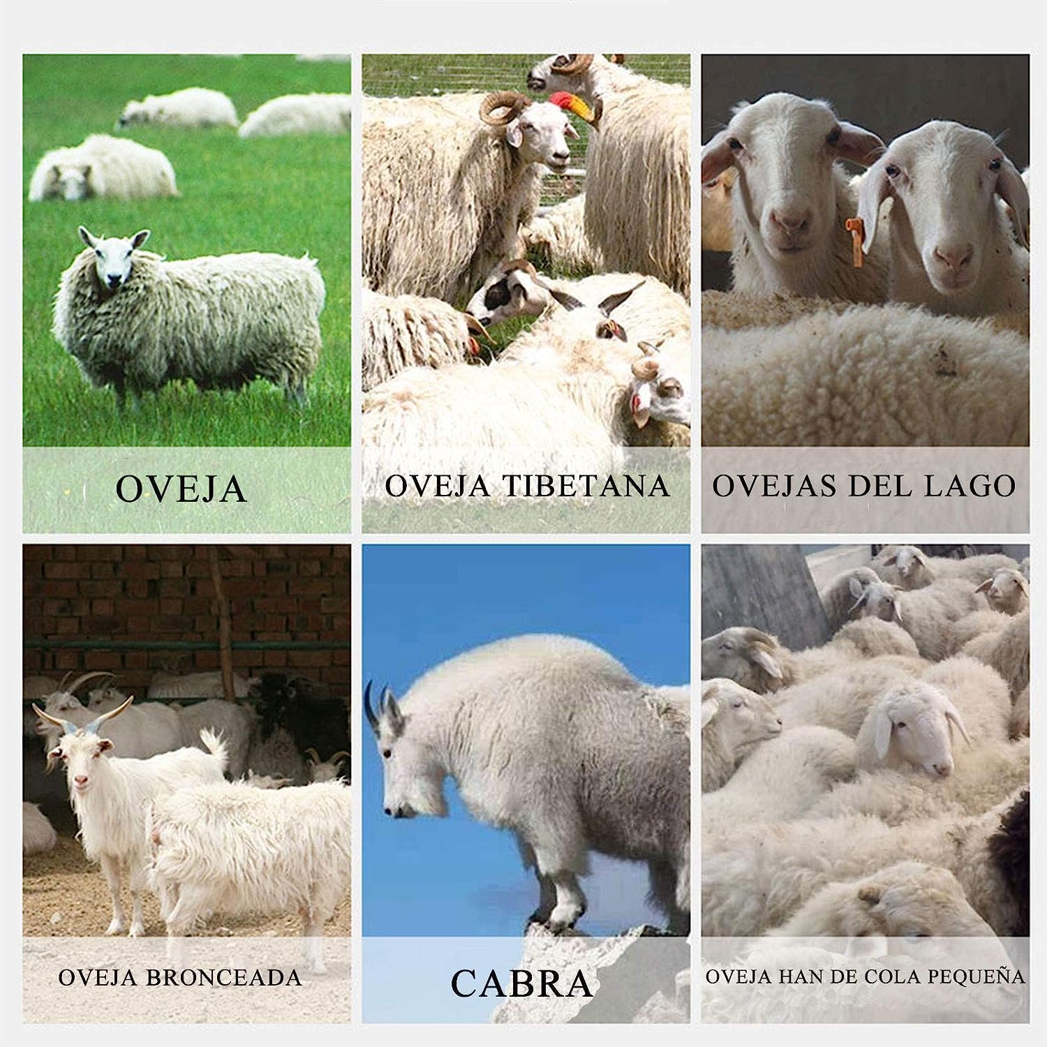 CGOLDENWALL Professional Portable Electric Sheep Shearing Machine with 6 Adjustable Speeds for Horses Livestock Goats Green Pony 110V (13 Straight Teeth)