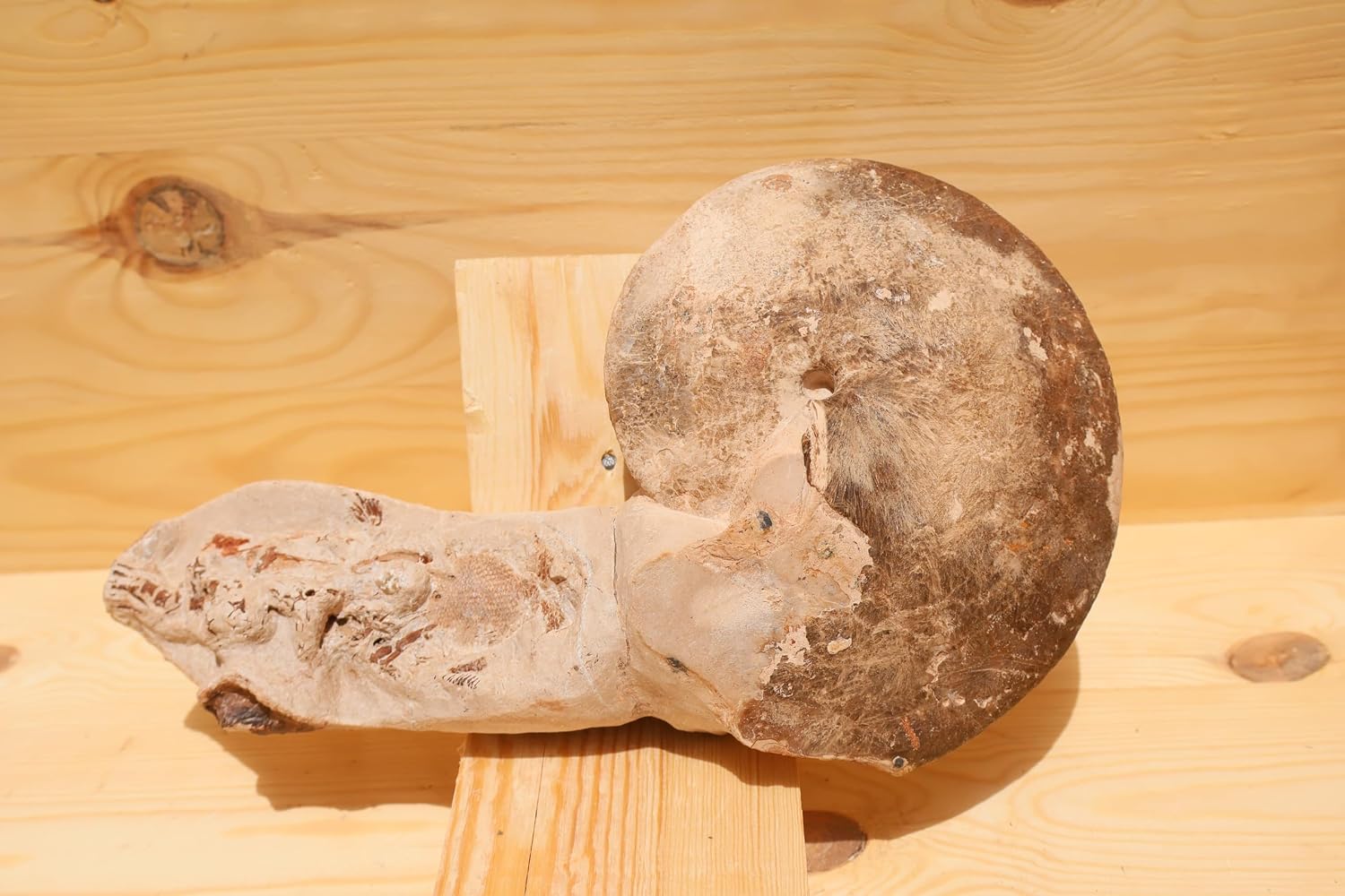 Extremely Rare Choffaticeras Segne Ammonite Attached to Fossil Fish – Natural Fossil Pair – Cretaceous, Morocco A627