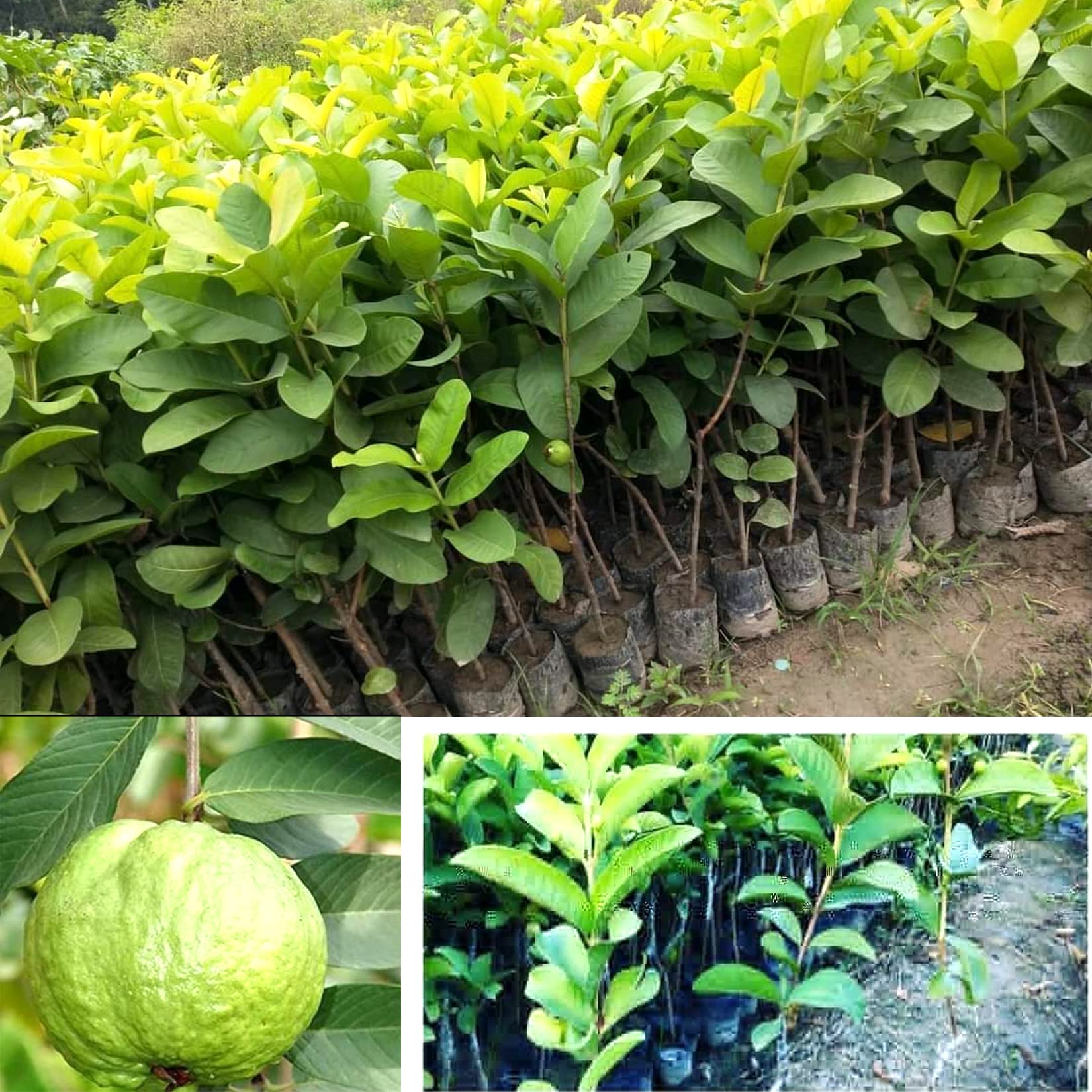 AGRO ALIVE VNR Guava Amrood Fruit (Grafted) Live Plants & Tree(1-1.5 Ft Size) (B09RN8JFFK) Amazon Price History, Amazon Price Tracker