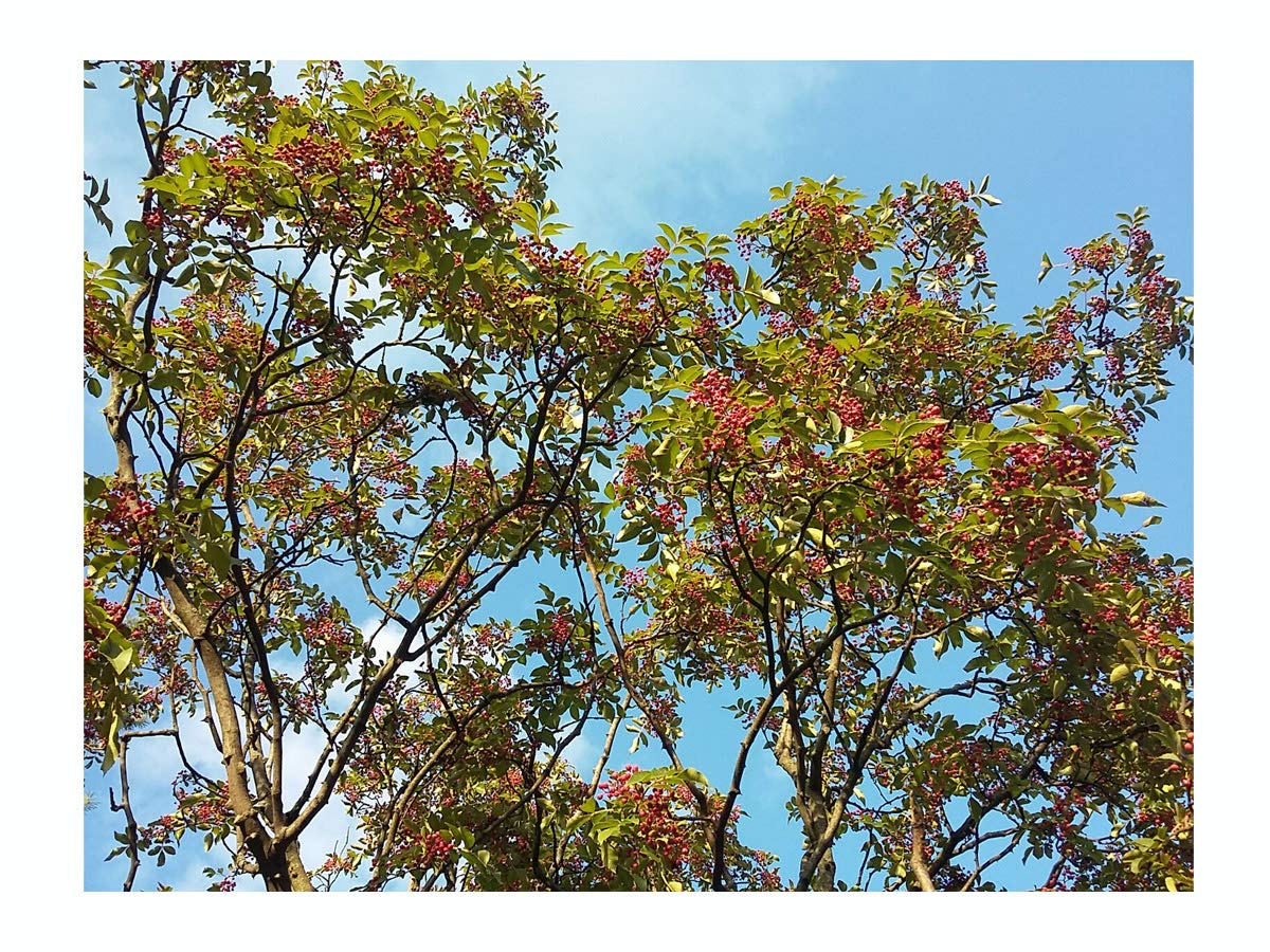 Chinese Pepper Tree, Zanthoxylum simulans, Hardy, deciduous Ornamental Shrub, Rarely Offered, Great for UK Climate, 20-25cm Tall Plant in a 7/8cm Pot