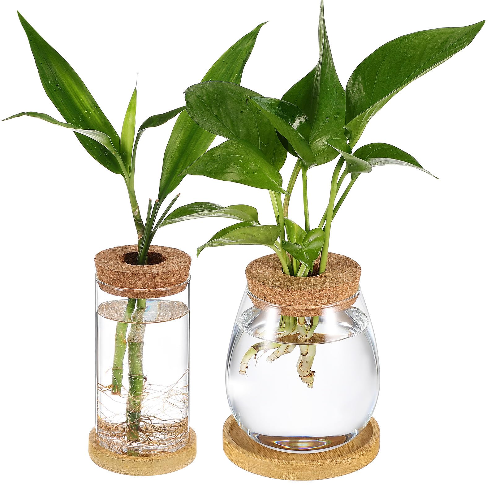 Pots de fleurs en verre pour plantes hydroponiques saines
