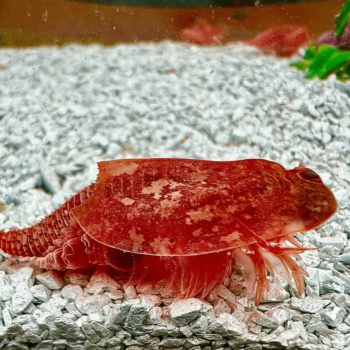 Triops Beni Kabuto EBI Albino - Grasso di allevamento ca. 300 uova