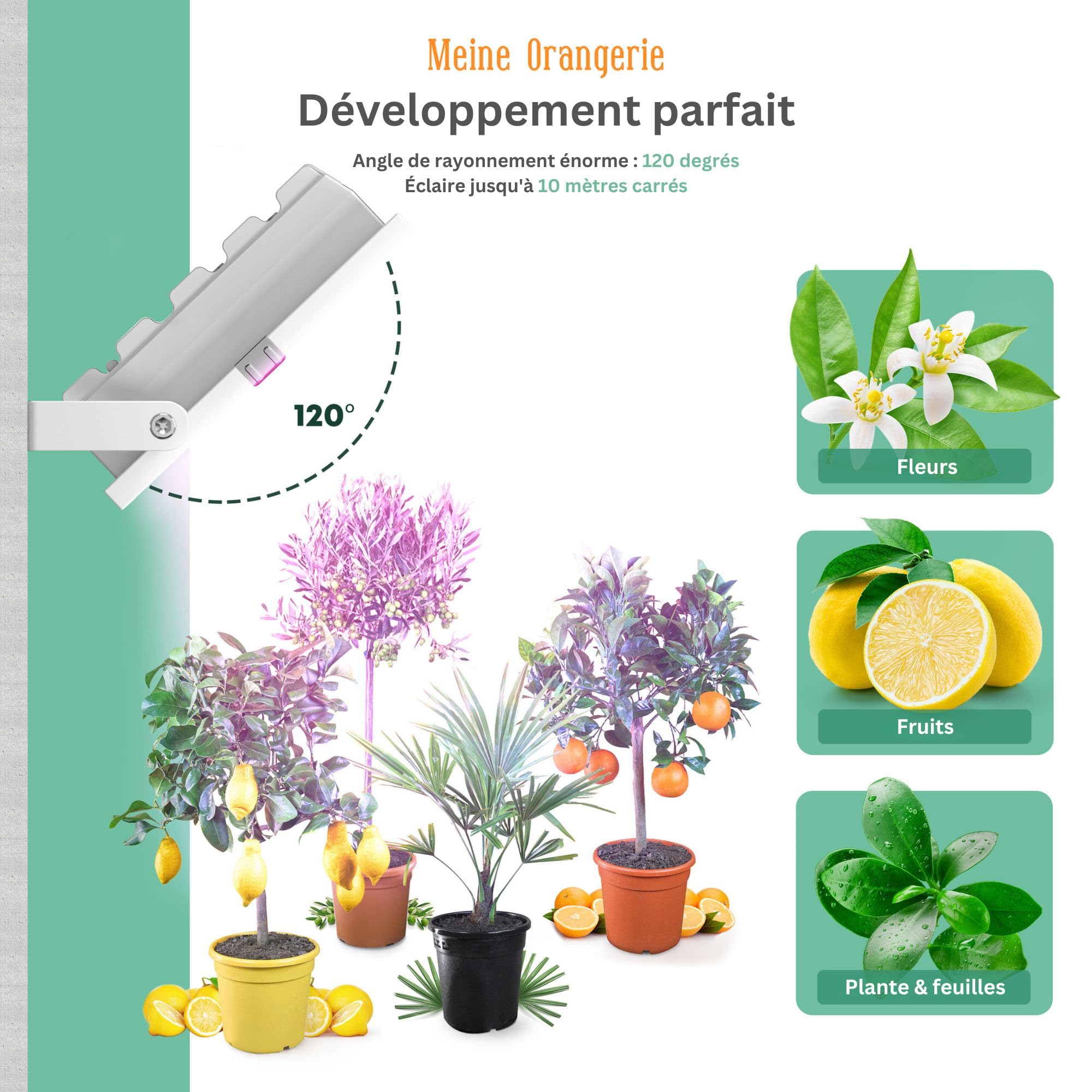 Meine Orangerie - Lampe LED pour l'hivernage des plantes méditerranéennes - Développée avec des experts en agrumes. Lumière à spectre complet pour plantes (35)