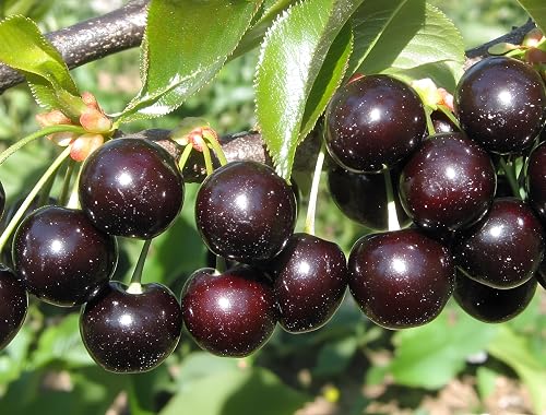 3 Black Cherry Tree Live Plants 1–2 Ft Tall (Prunus