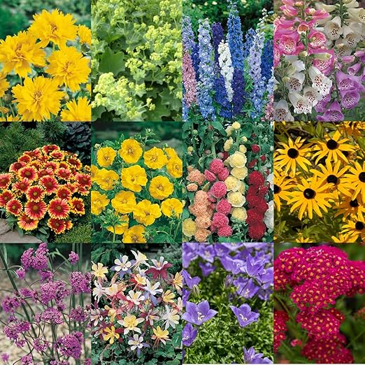 You Garden 12 x Cottage Garden Perennial Jumbo Plugs Assorted Hardy Perennial Plants