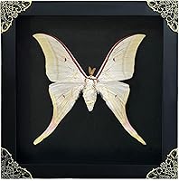 Vista 32 de Mantis Real Enmarcada Creobroter Insecto Muerto Escarabajo Verde Seco Caja de Sombra Flotante 3D Marco de Vidrio Espécimen de Taxidermia