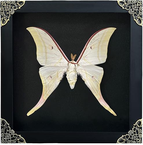 Miniatura 32 de Mantis Real Enmarcada Creobroter Insecto Muerto Escarabajo Verde Seco Caja de Sombra Flotante 3D Marco de Vidrio Espécimen de Taxidermia