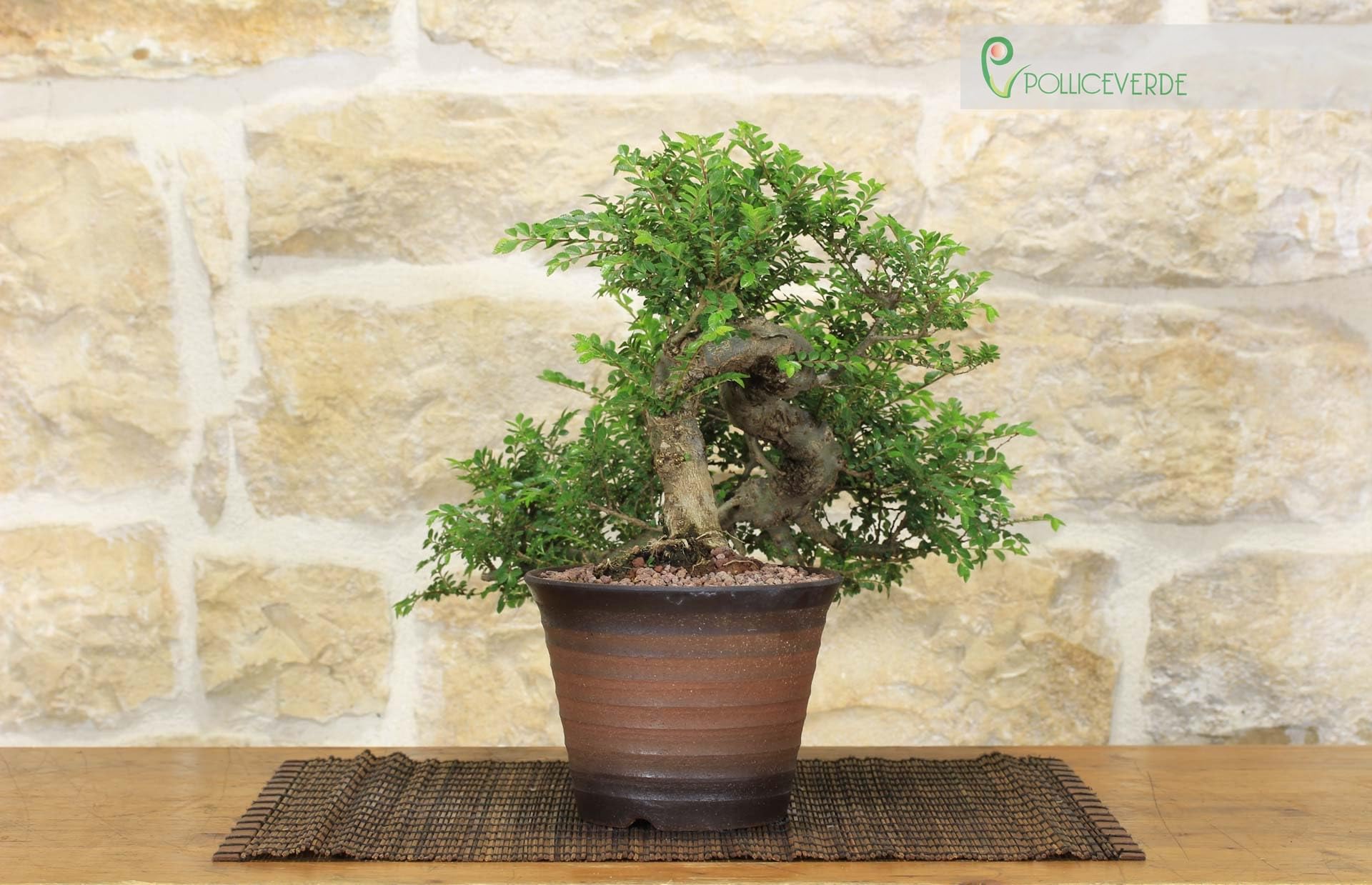 Bonsai di Olmo Parvifolia "Seiju" (90)