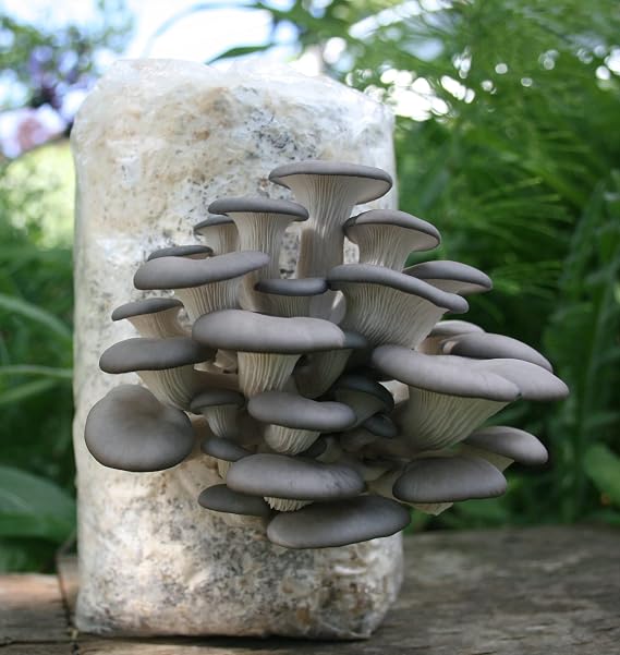 Two Mushroom Grow Kits, 3Lb Each (Lion's Mane & Blue Oyster)